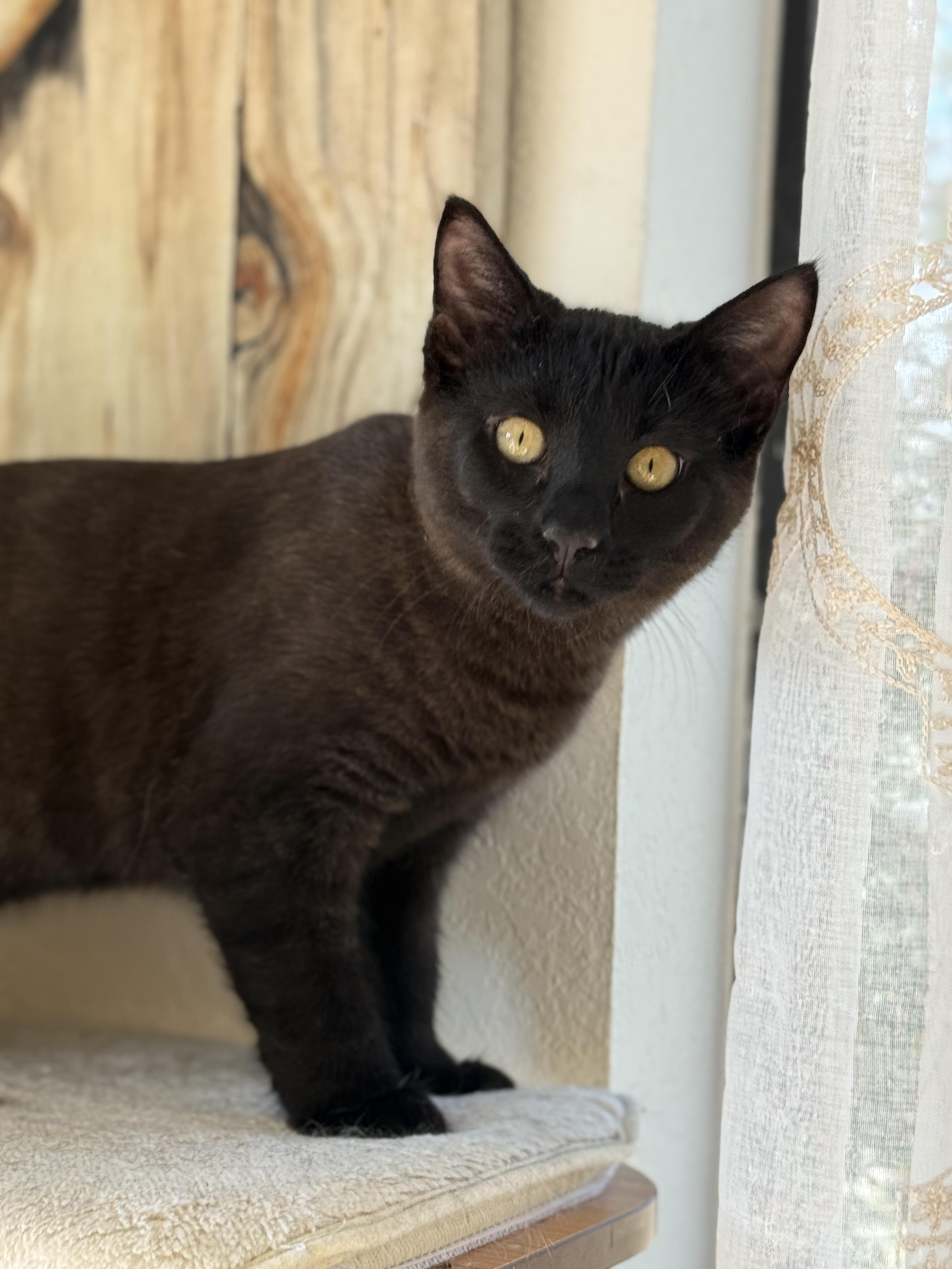 Enlarge Jerry, a ADOPTABLE Domestic Short Hair in Keller, TX image 6/6