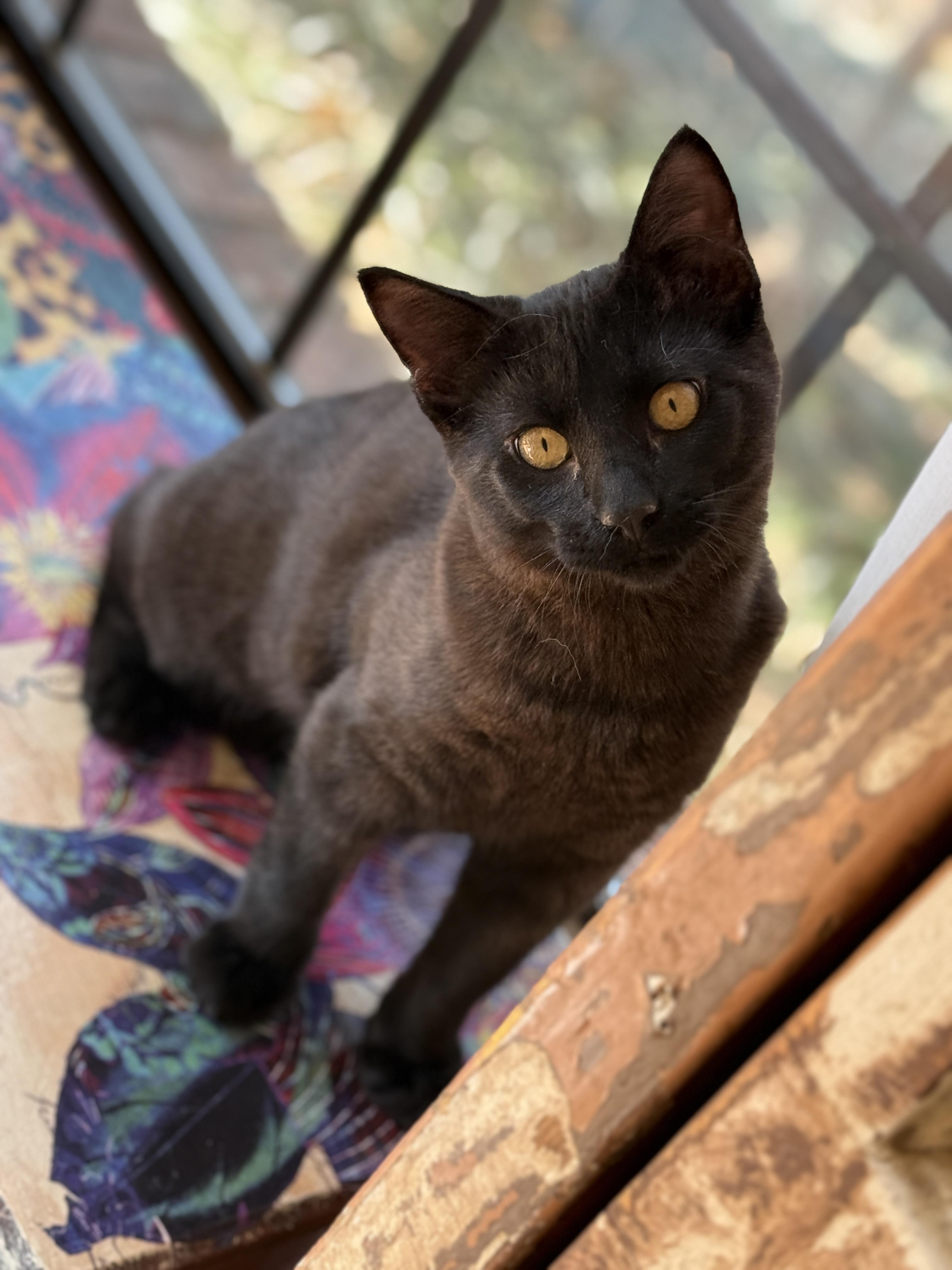 Enlarge Jerry, a ADOPTABLE Domestic Short Hair in Keller, TX image 1/6