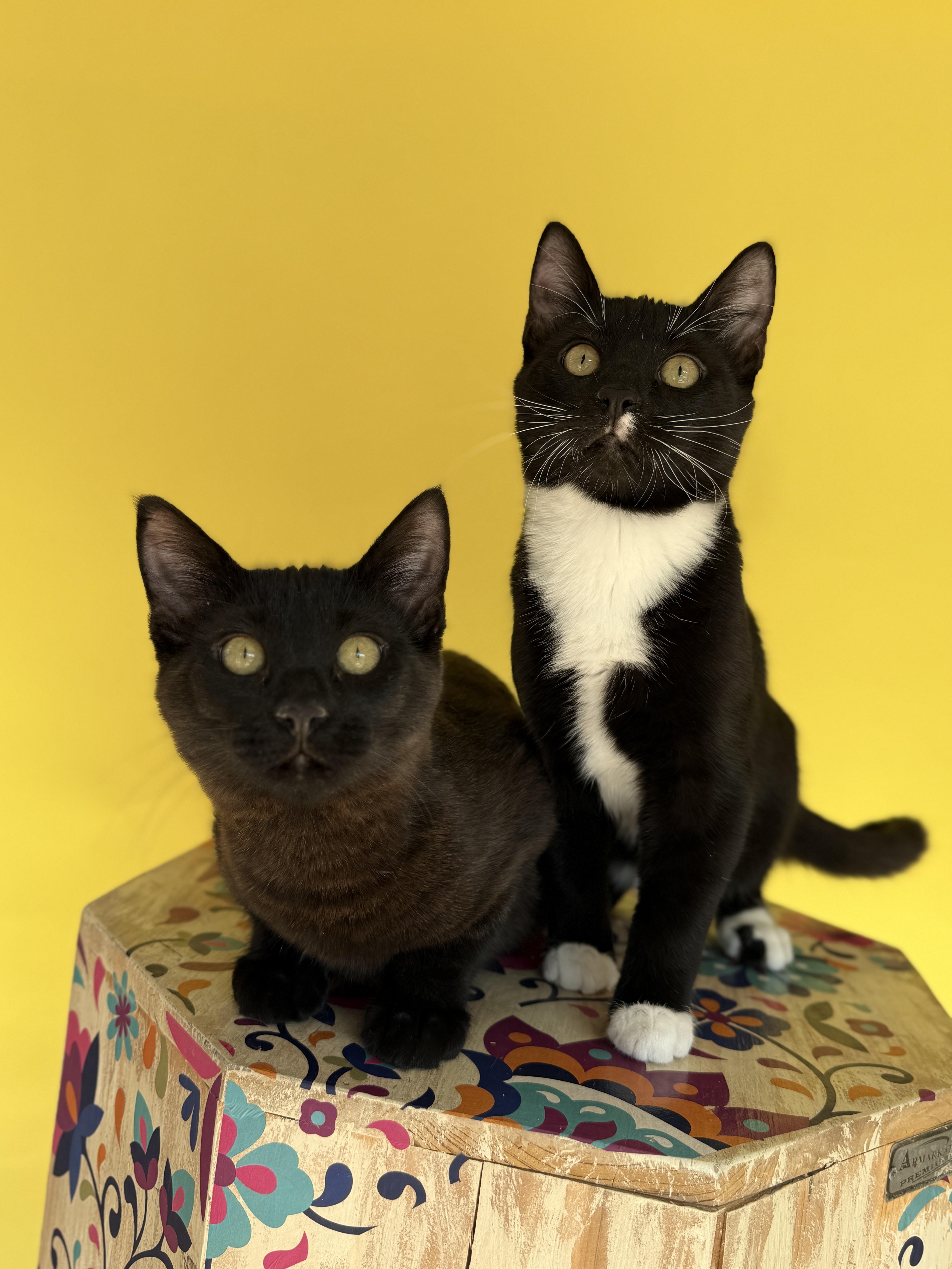 Enlarge Jerry, a ADOPTABLE Domestic Short Hair in Keller, TX image 4/6