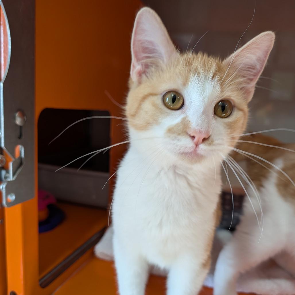 Enlarge Turkey, a Adoptable Domestic Short Hair in Cape Girardeau, MO image 3/4