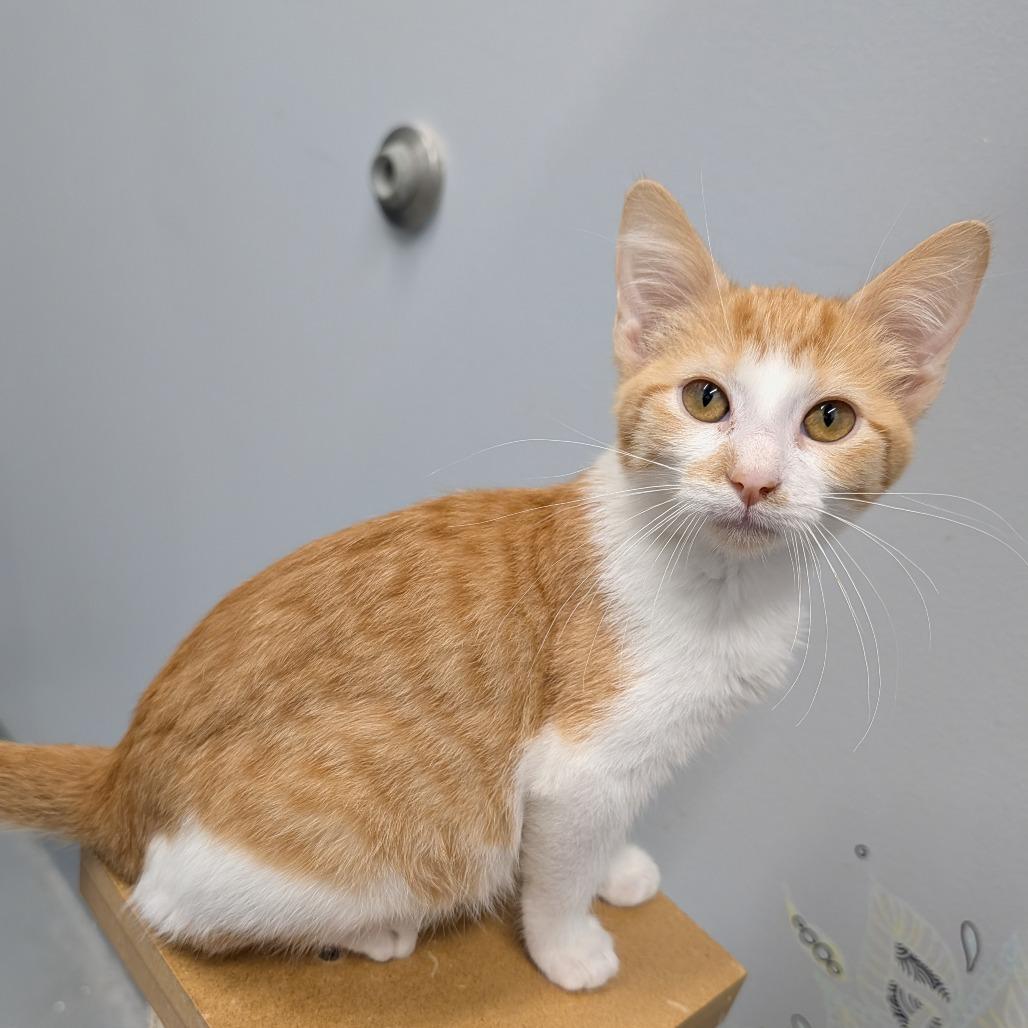Enlarge Turkey, a Adoptable Domestic Short Hair in Cape Girardeau, MO image 2/3