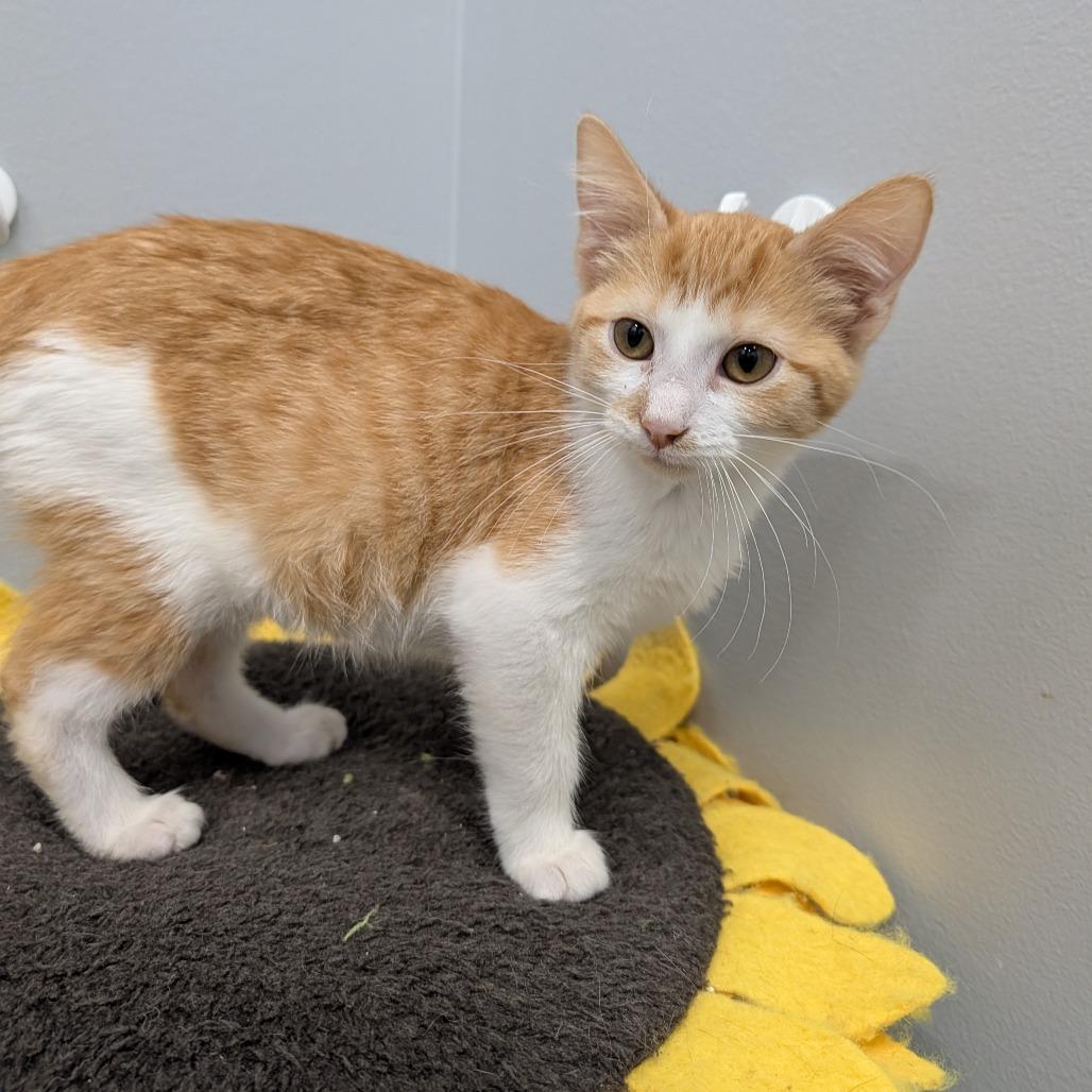 Enlarge Turkey, a Adoptable Domestic Short Hair in Cape Girardeau, MO image 3/3