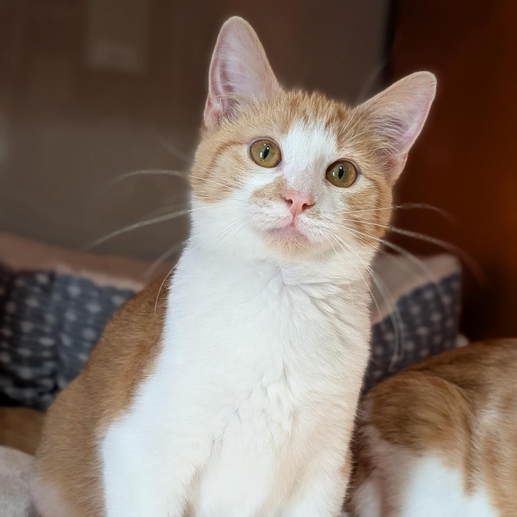 Enlarge Turkey, a Adoptable Domestic Short Hair in Cape Girardeau, MO image 1/4