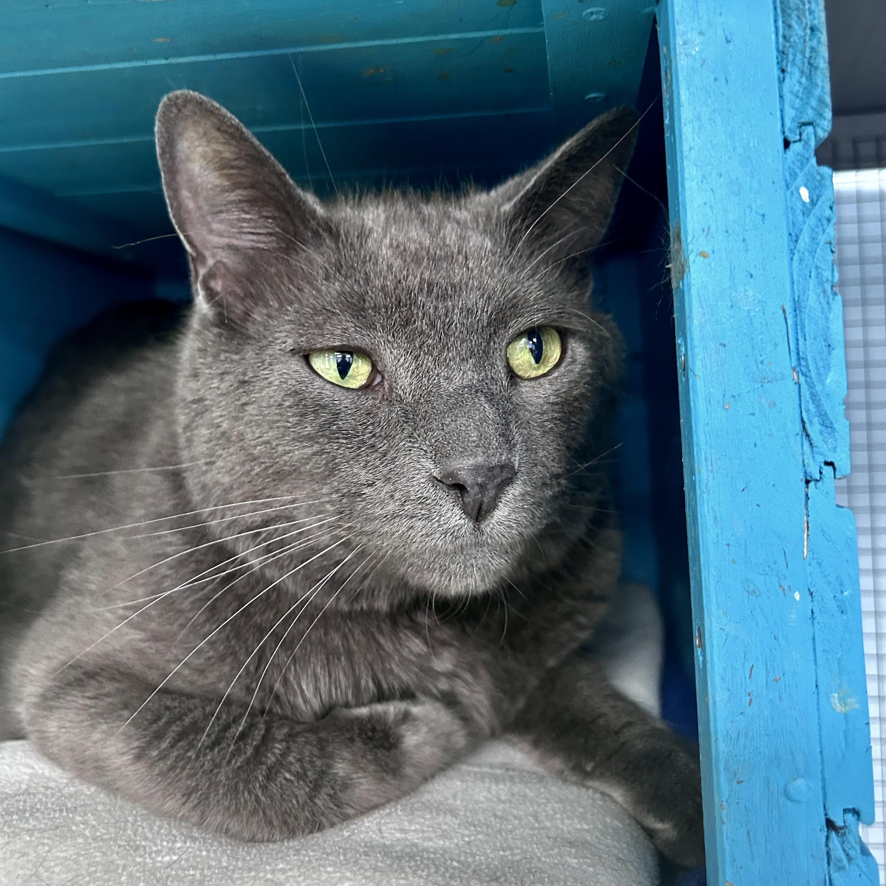 Enlarge Gentry - CHOW HOUND - ADOPTION PENDING, an adopted Domestic Short Hair in Grand Rapids, MI image 5/6