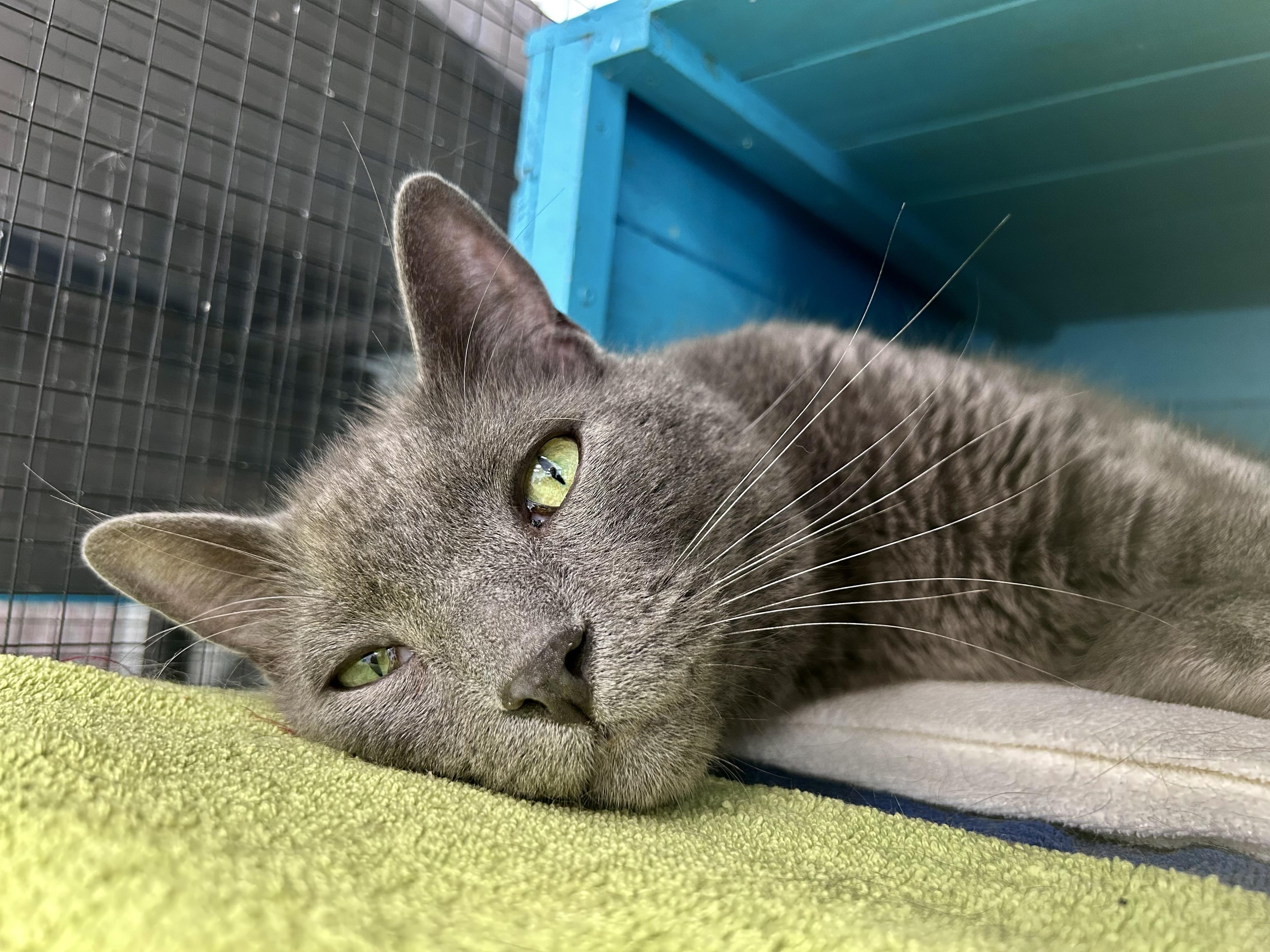 Enlarge Gentry - CHOW HOUND - ADOPTION PENDING, an adopted Domestic Short Hair in Grand Rapids, MI image 6/6