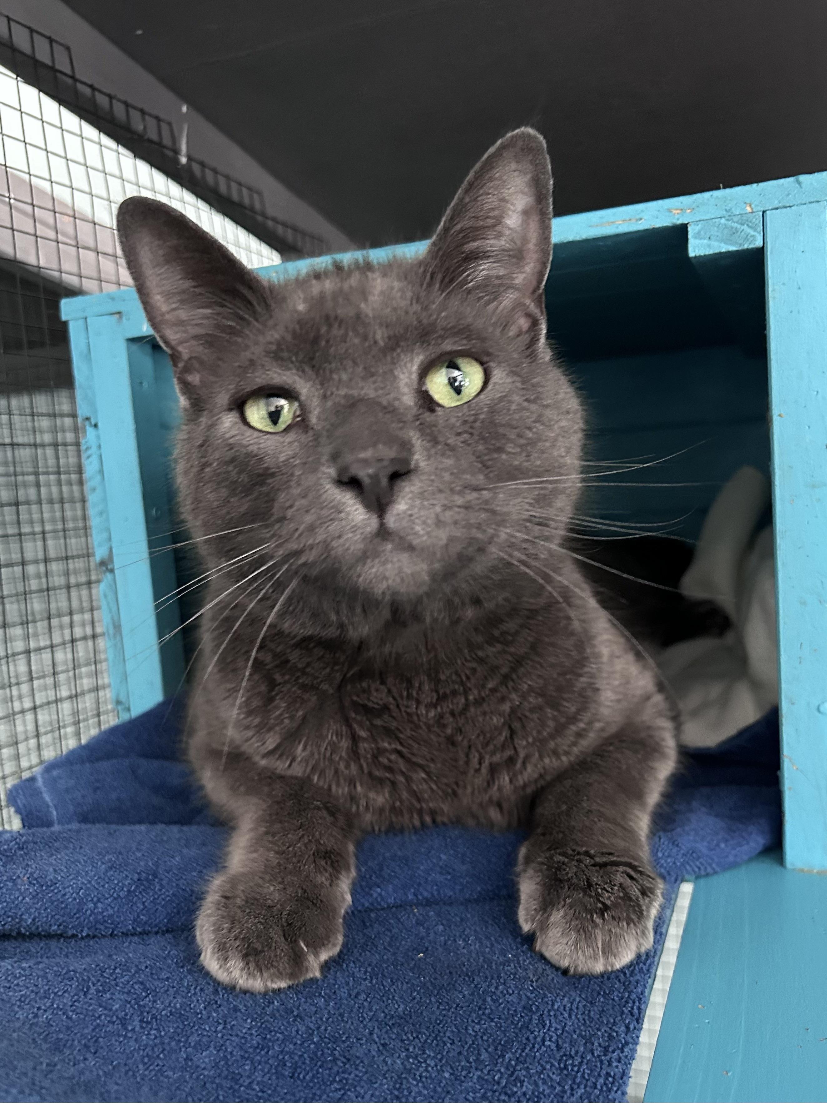 Gentry - CHOW HOUND - ADOPTION PENDING, adopted, Adult Male Domestic Short Hair.