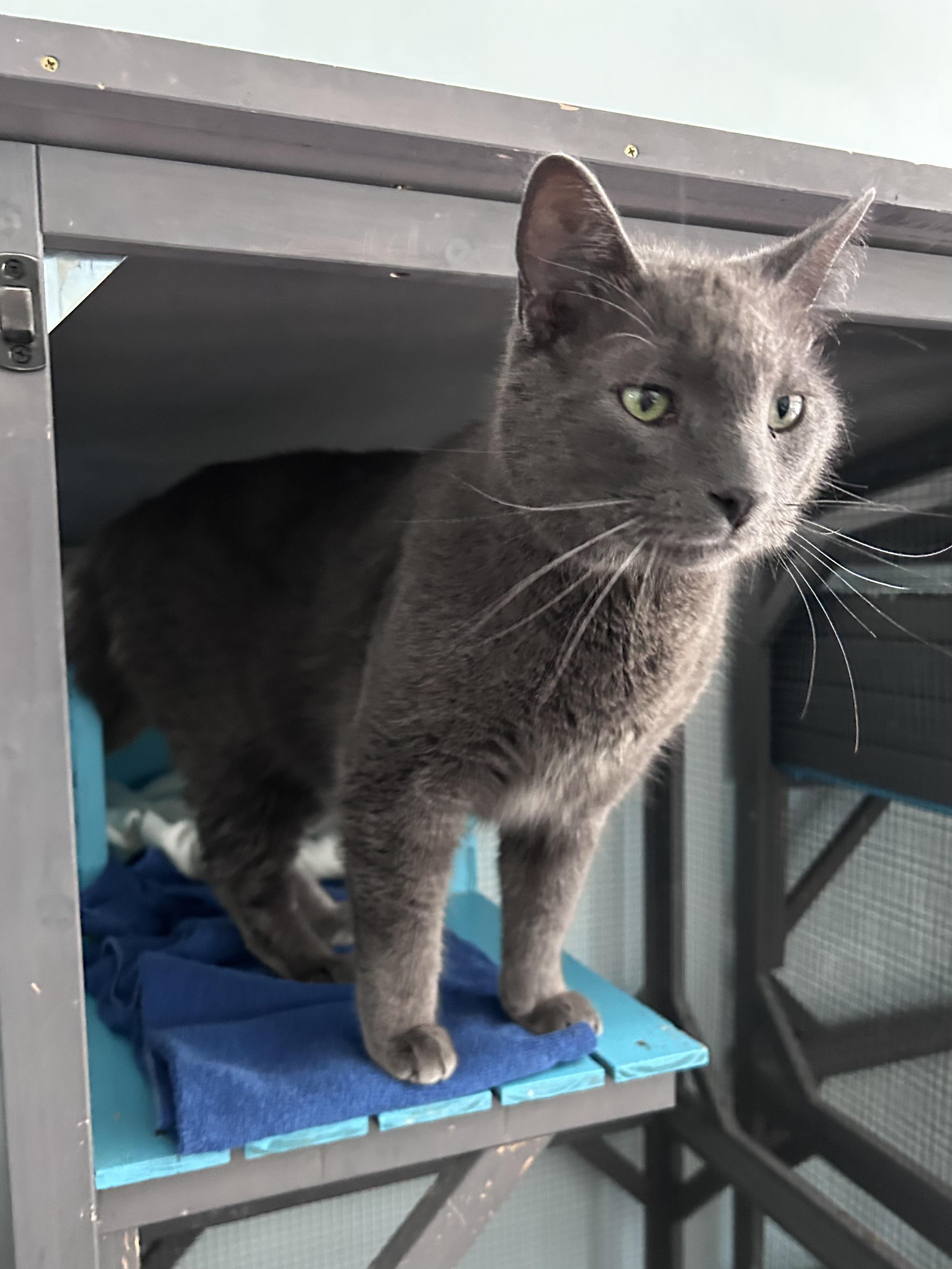 Enlarge Gentry - CHOW HOUND - ADOPTION PENDING, an adopted Domestic Short Hair in Grand Rapids, MI image 4/6