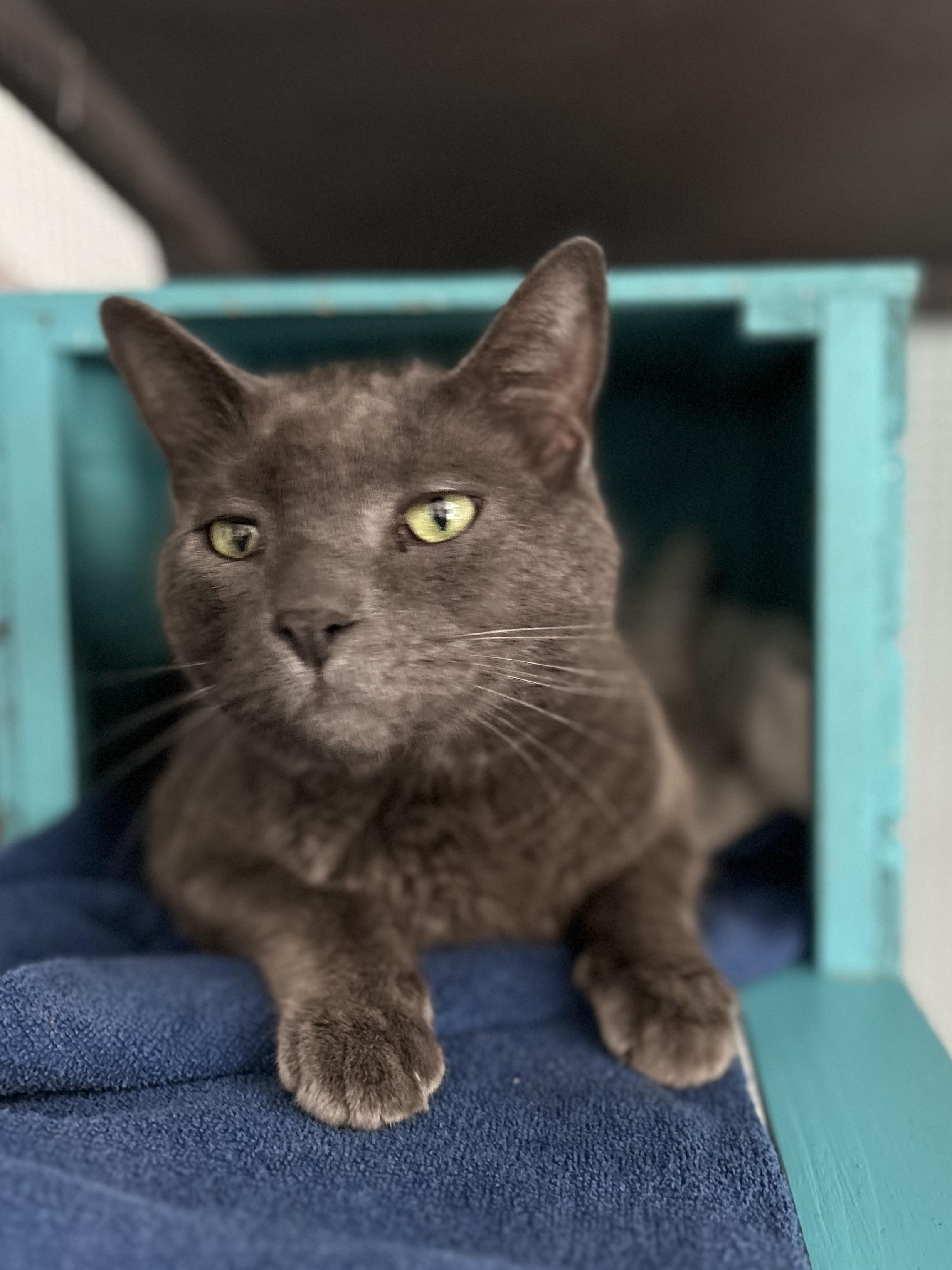 Enlarge Gentry - CHOW HOUND - ADOPTION PENDING, an adopted Domestic Short Hair in Grand Rapids, MI image 2/6