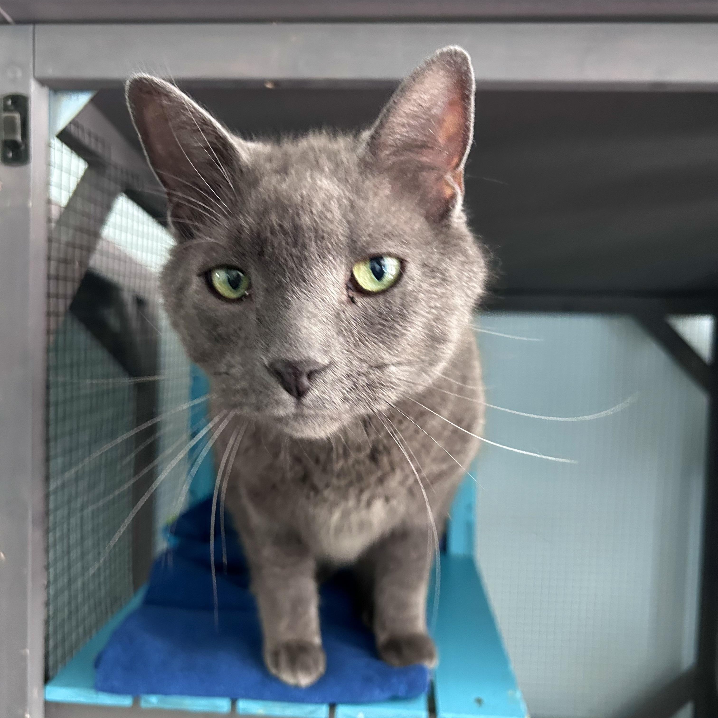 Enlarge Gentry - CHOW HOUND - ADOPTION PENDING, an adopted Domestic Short Hair in Grand Rapids, MI image 3/6