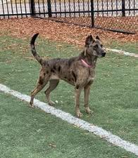 Eleanor, Adoptable, Adult Female Terrier.