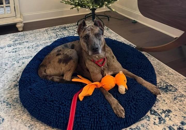 Enlarge Eleanor, a Adoptable Terrier in Princeton, MA image 2/4