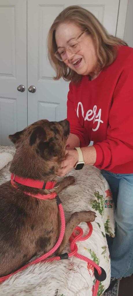 Enlarge Eleanor, a Adoptable Terrier in Princeton, MA image 3/4