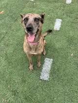 Enlarge Eleanor, a Adoptable Terrier in Princeton, MA image 4/4