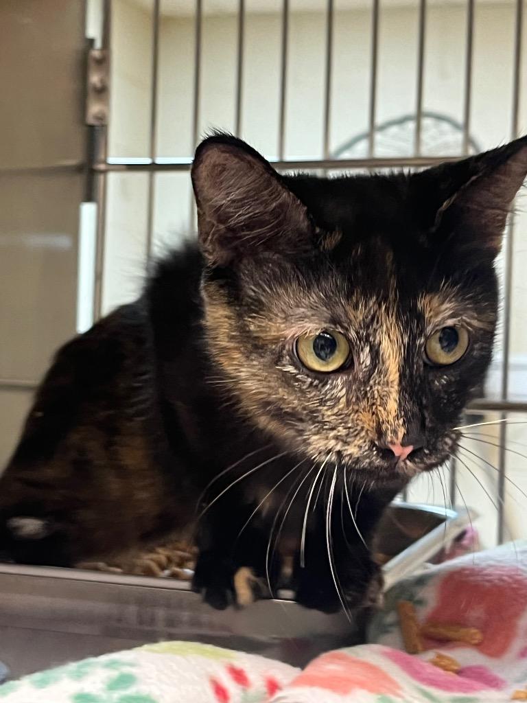 Nala, Adoptable, Kitten Female Domestic Short Hair.