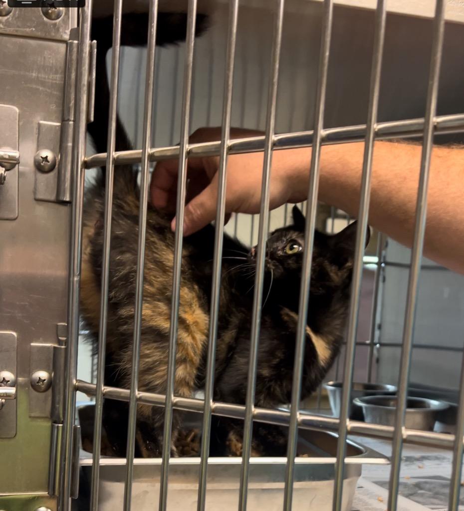 Enlarge Nala, a Adoptable Domestic Short Hair in Nacogdoches, TX image 2/2