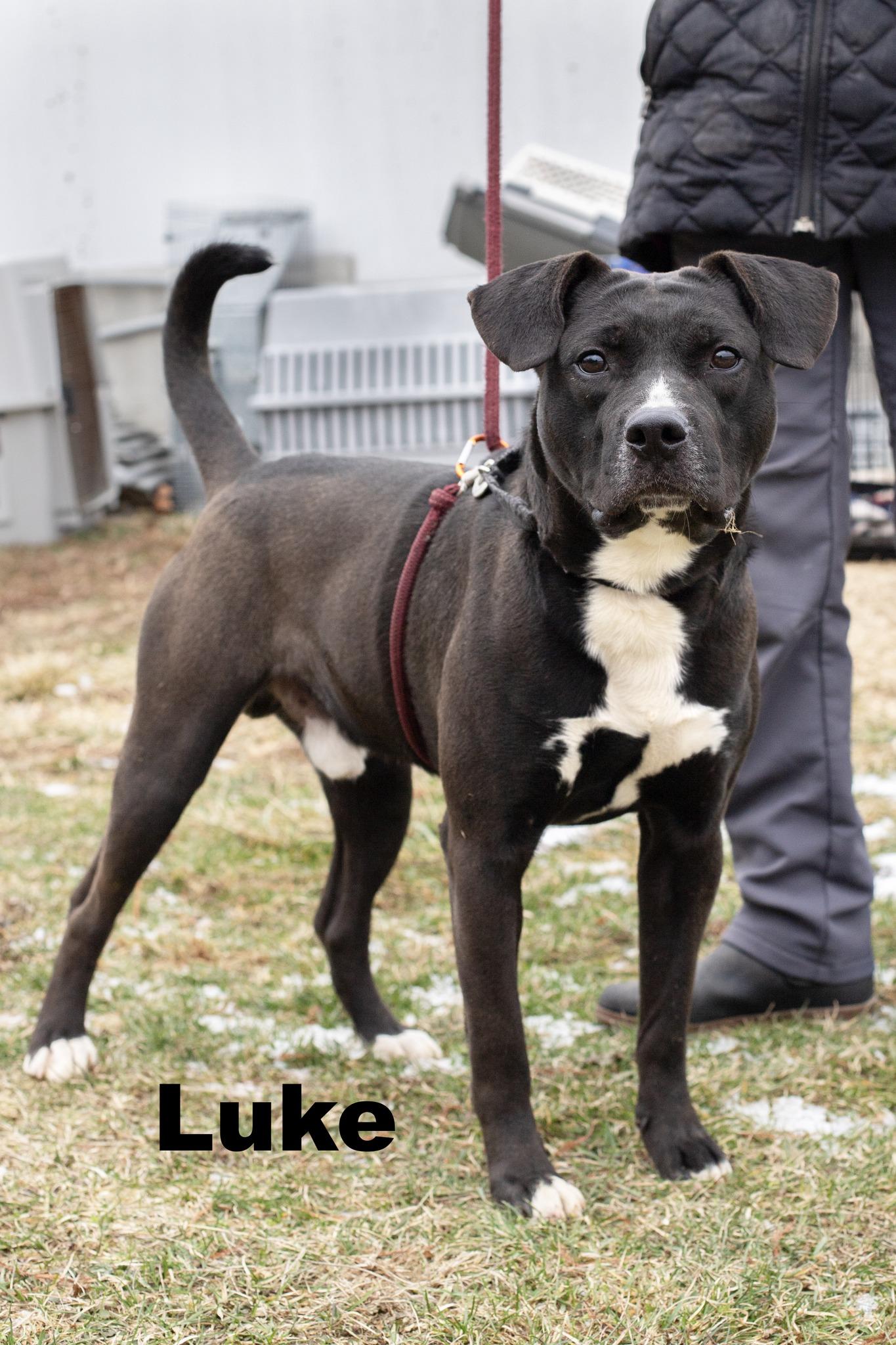 Enlarge Luke, a ADOPTABLE Mixed Breed in Macomb, IL image 1/1