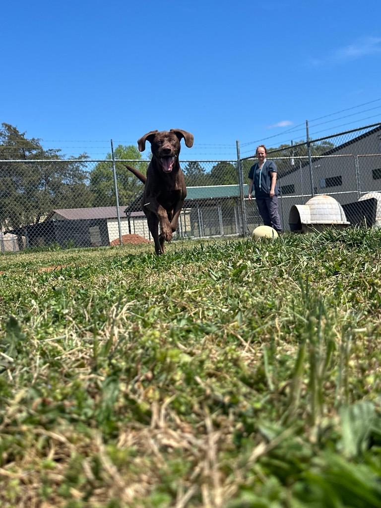 Gavin, Adoptable, Young Male Labrador Retriever & Mixed Breed.