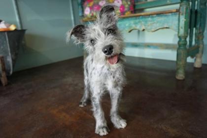 Queen Latifah, Adoptable, Puppy Female Schnauzer & Mixed Breed.