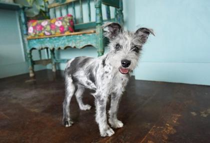 Enlarge Queen Latifah, a Adoptable mixed breed in San Antonio, TX image 1/1