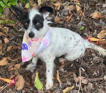 Enlarge SASHA, a ADOPTABLE mixed breed in Bell Gardens, CA image 2/6