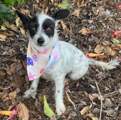SASHA, ADOPTABLE, Young Female Parson Russell Terrier.