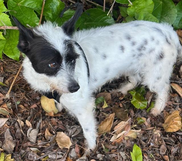 Enlarge SASHA, a ADOPTABLE mixed breed in Bell Gardens, CA image 5/6