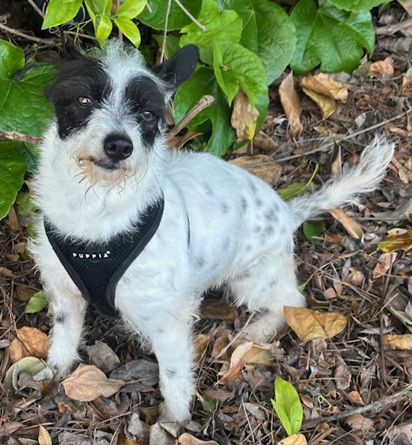 Enlarge SASHA, a ADOPTABLE mixed breed in Bell Gardens, CA image 1/6