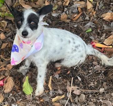 Enlarge SASHA, a ADOPTABLE mixed breed in Bell Gardens, CA image 6/6