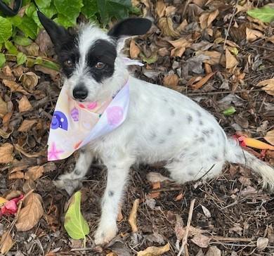 Enlarge SASHA, a ADOPTABLE mixed breed in Bell Gardens, CA image 3/6
