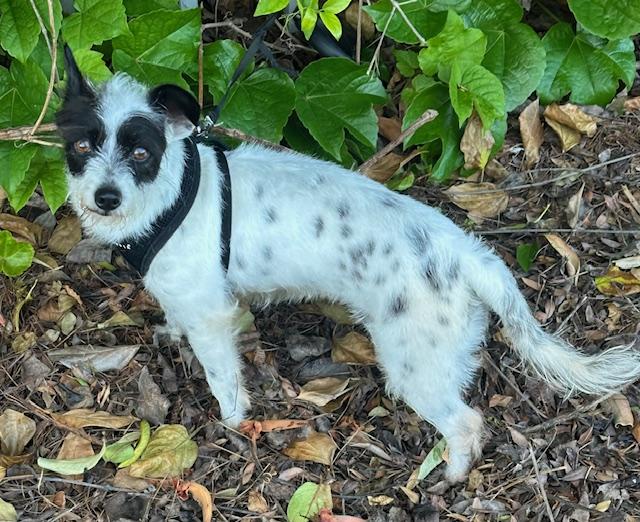 Enlarge SASHA, a ADOPTABLE mixed breed in Bell Gardens, CA image 3/6