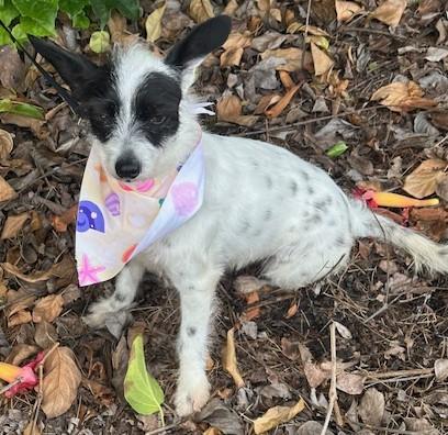 Enlarge SASHA, a ADOPTABLE mixed breed in Bell Gardens, CA image 5/6