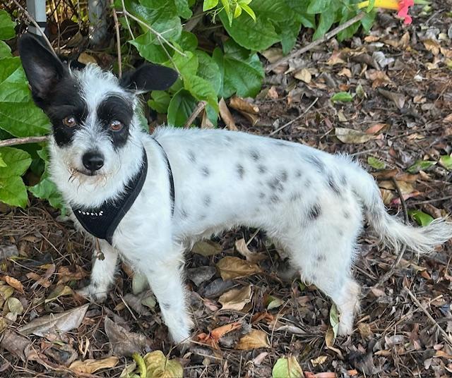 Enlarge SASHA, a ADOPTABLE mixed breed in Bell Gardens, CA image 2/6