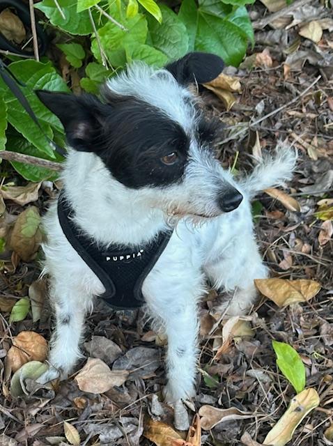 Enlarge SASHA, a ADOPTABLE mixed breed in Bell Gardens, CA image 4/6