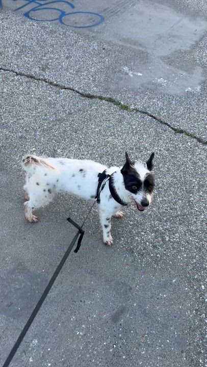 Enlarge SASHA, a ADOPTABLE mixed breed in Bell Gardens, CA video 6/6