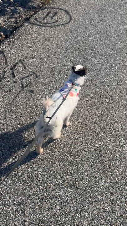 Enlarge SASHA, a ADOPTABLE mixed breed in Bell Gardens, CA video 4/6