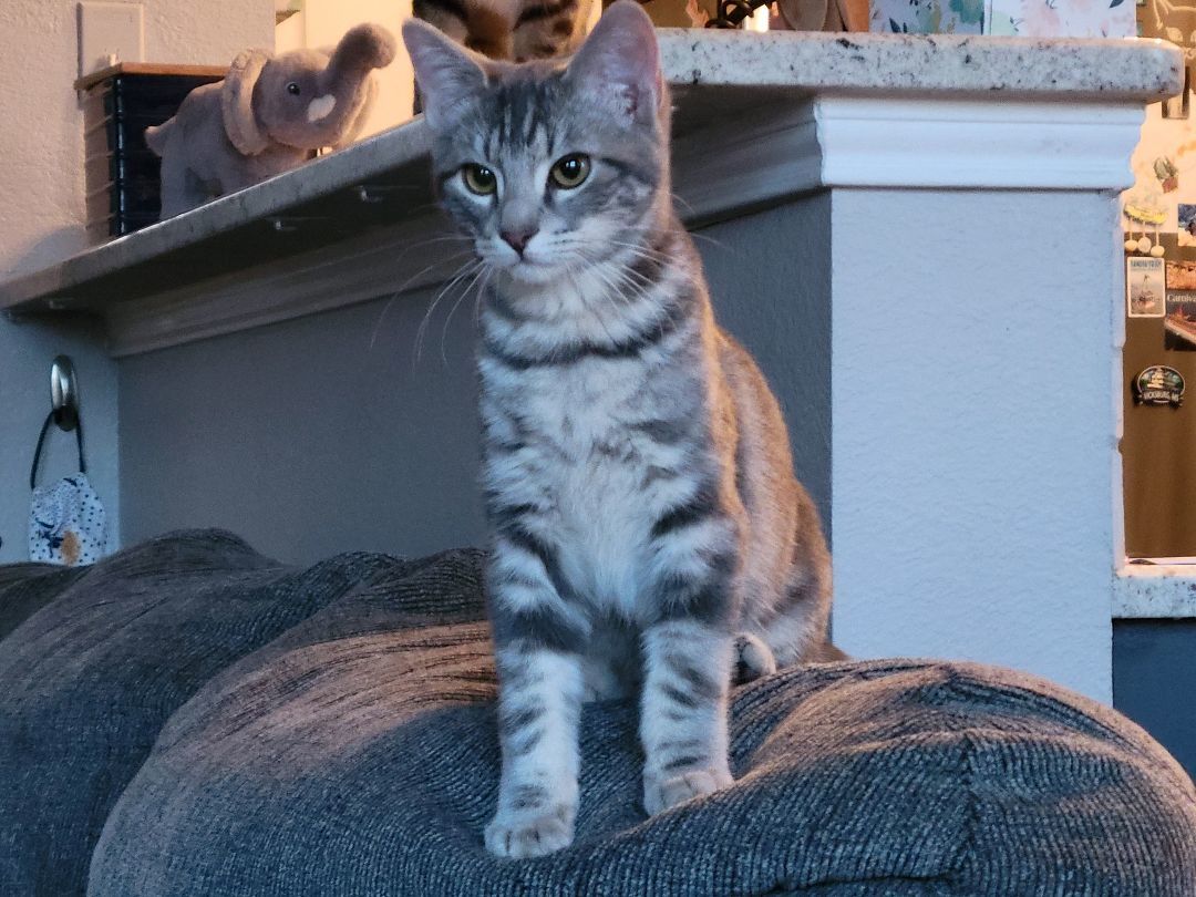 Thyme, a Adoptable Domestic Short Hair in Fort Worth, TX image 4/4