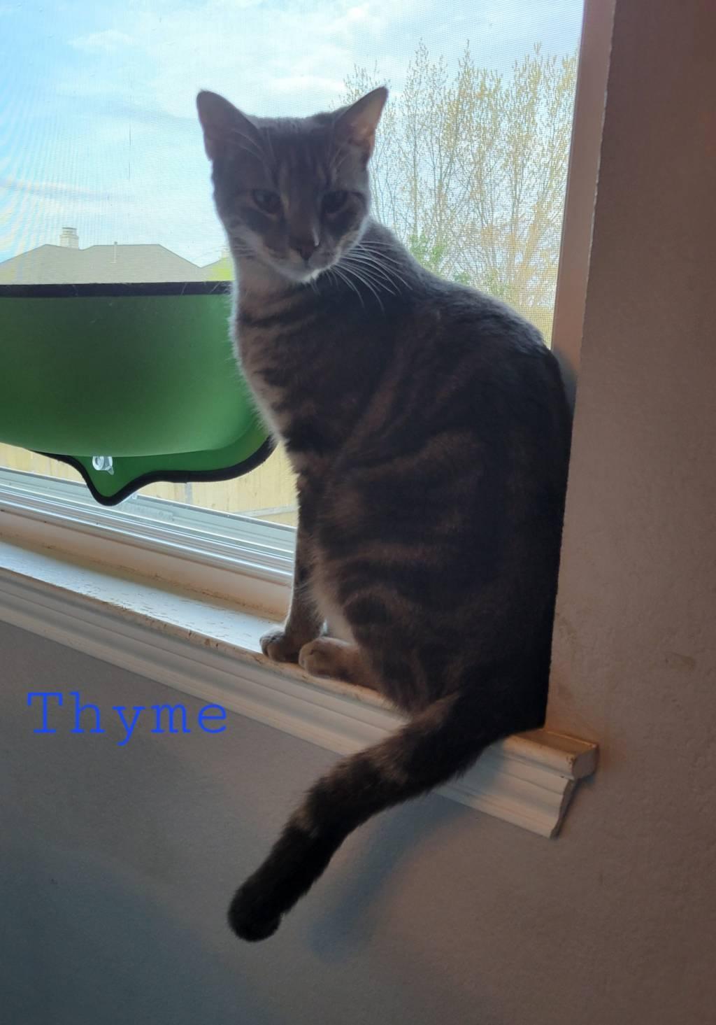 Thyme, a Adoptable Domestic Short Hair in Fort Worth, TX image 2/4