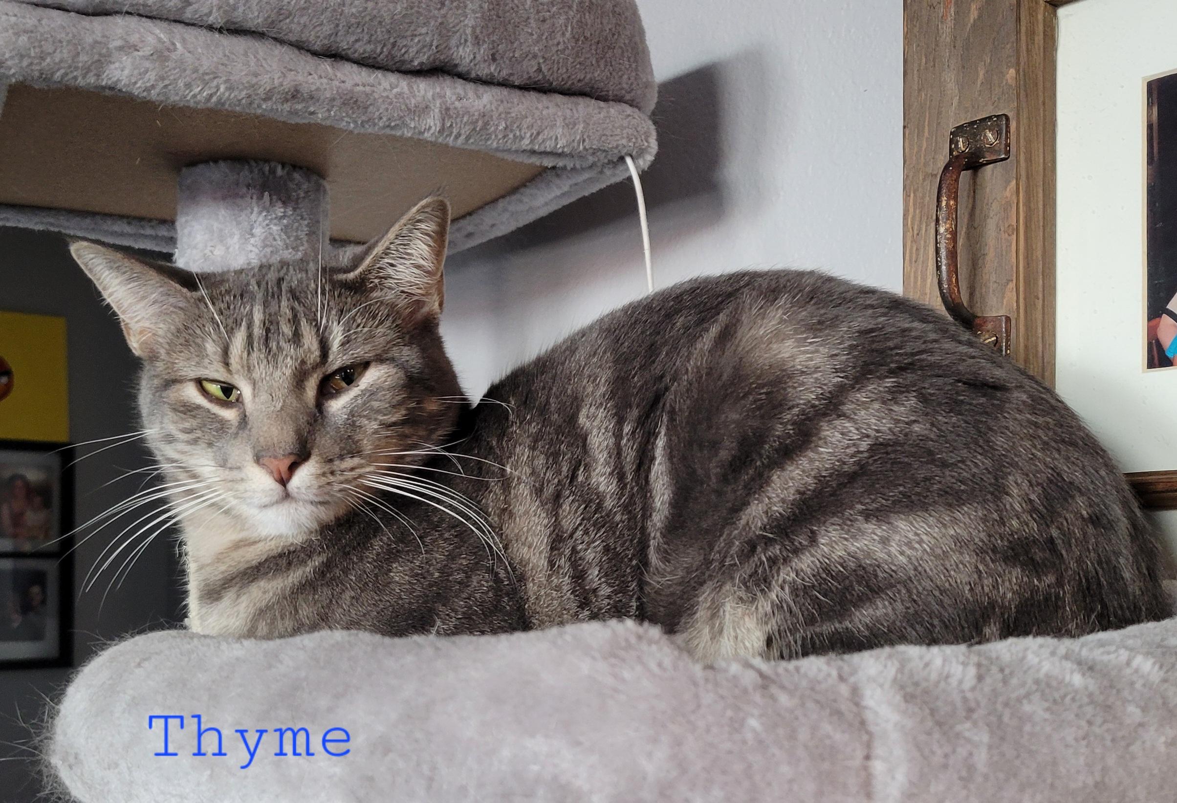 Thyme, a Adoptable Domestic Short Hair in Fort Worth, TX image 3/4