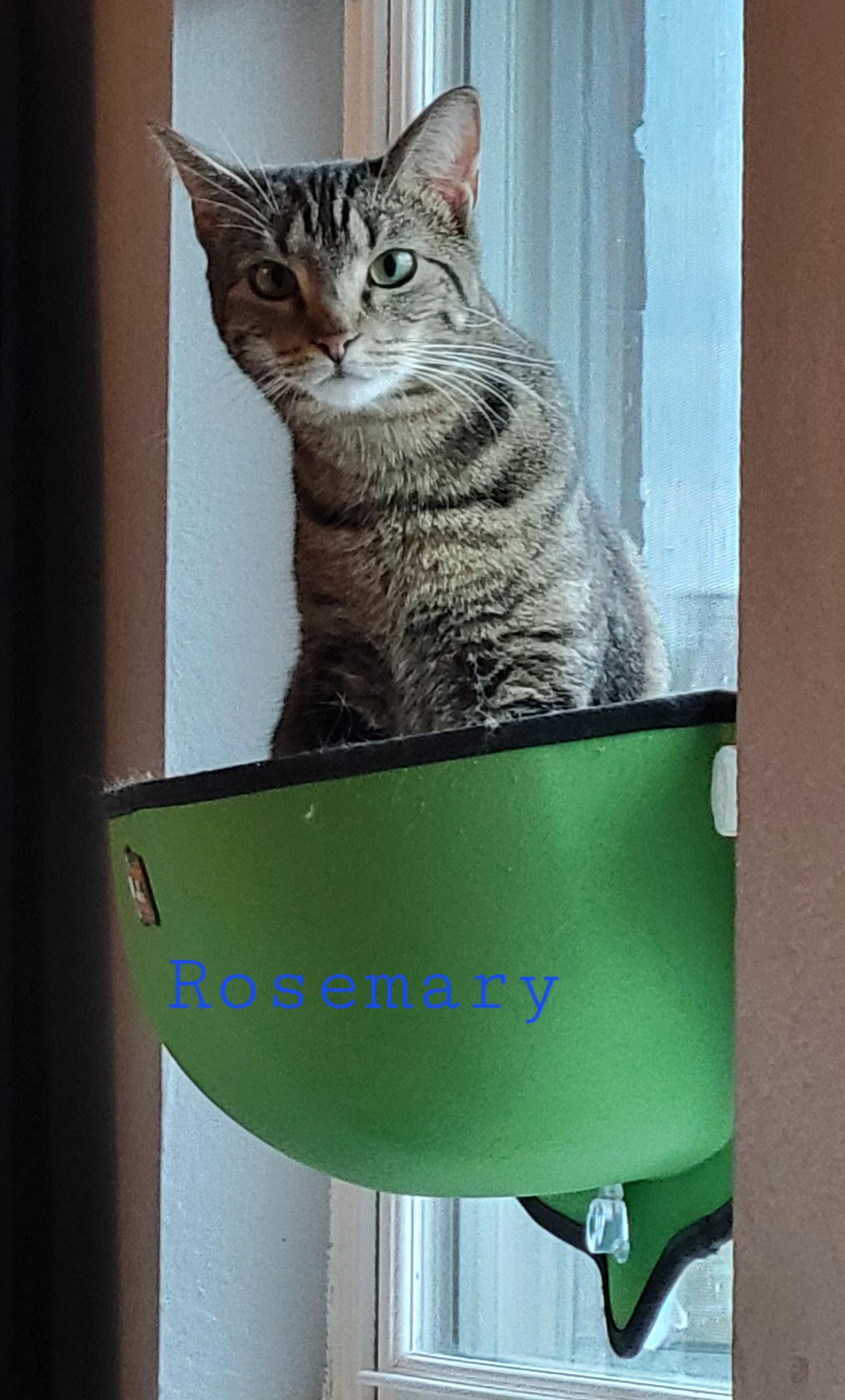 Thyme, Adoptable, Young Male Domestic Short Hair.