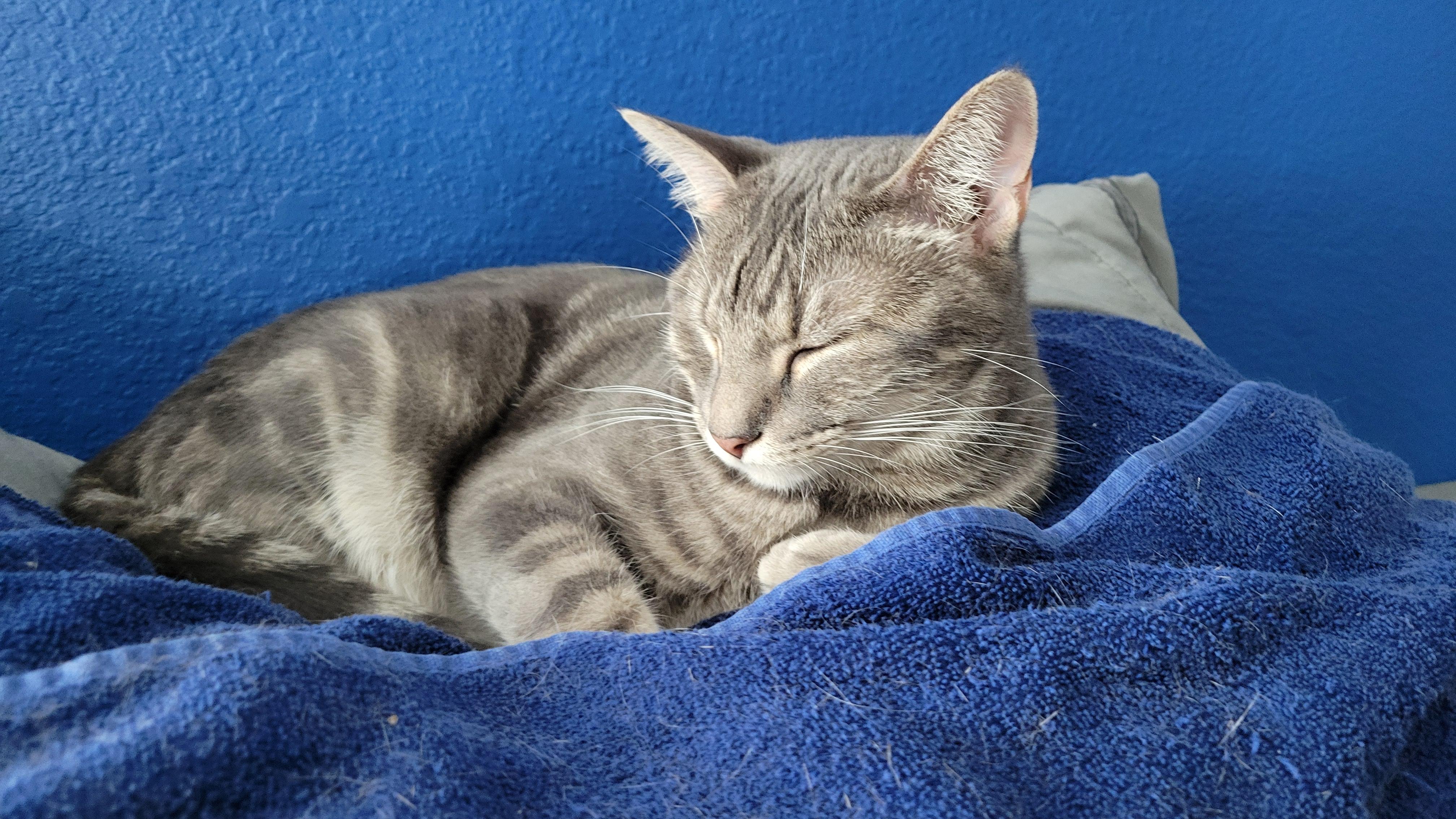 Thyme, a Adoptable Domestic Short Hair in Fort Worth, TX image 3/5