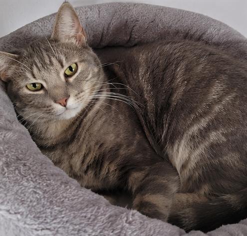 Thyme, a Adoptable Domestic Short Hair in Fort Worth, TX image 1/5