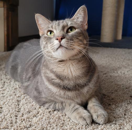 Thyme, a Adoptable Domestic Short Hair in Fort Worth, TX image 2/5