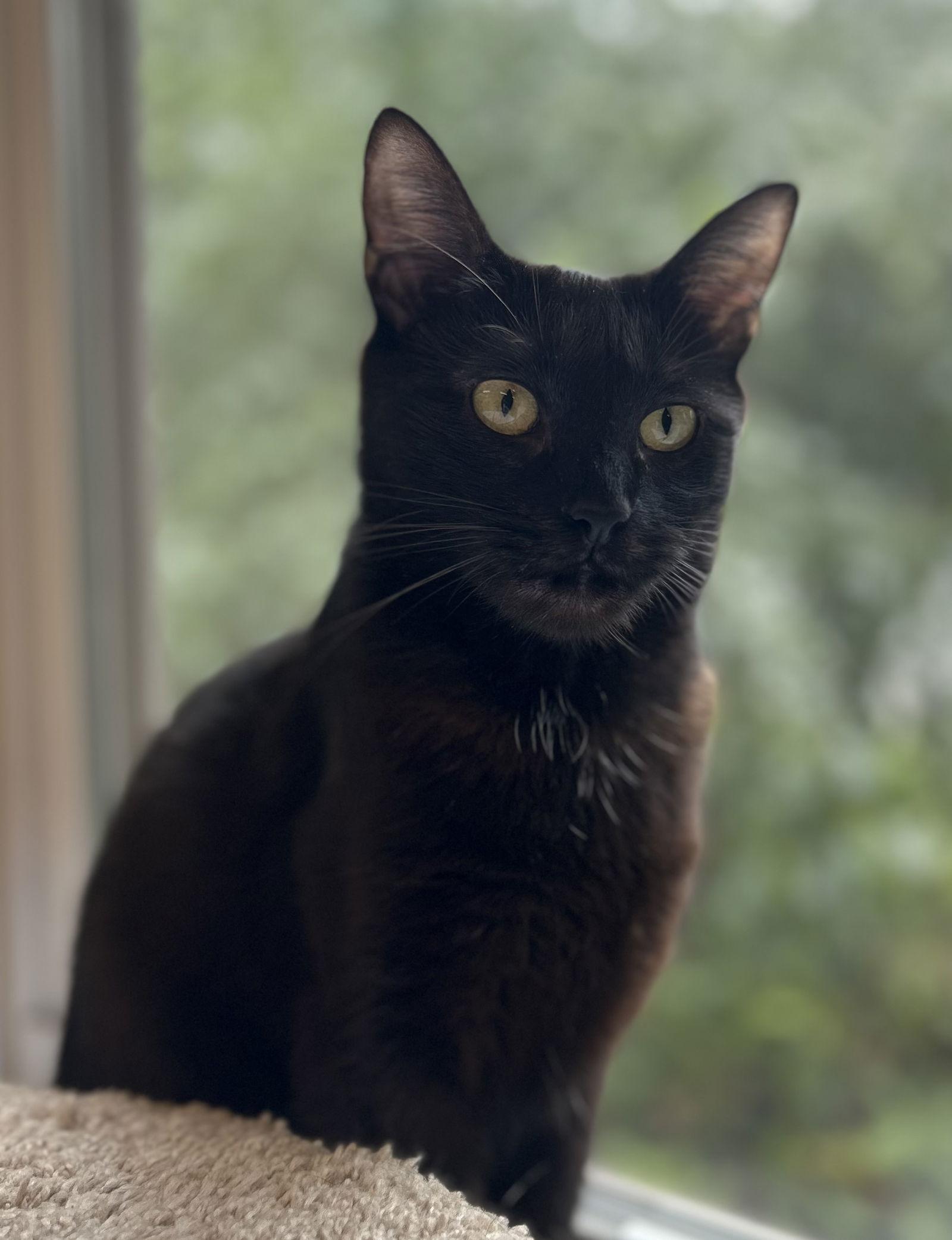 Enlarge Priscilla, a Adoptable Domestic Short Hair in Arlington, VT image 1/3