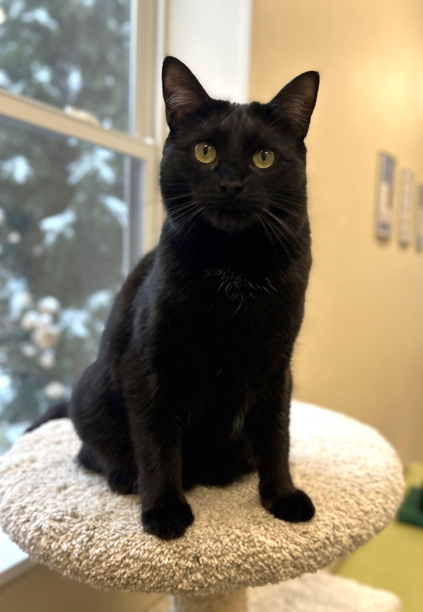 Priscilla, Adoptable, Adult Female Domestic Short Hair.