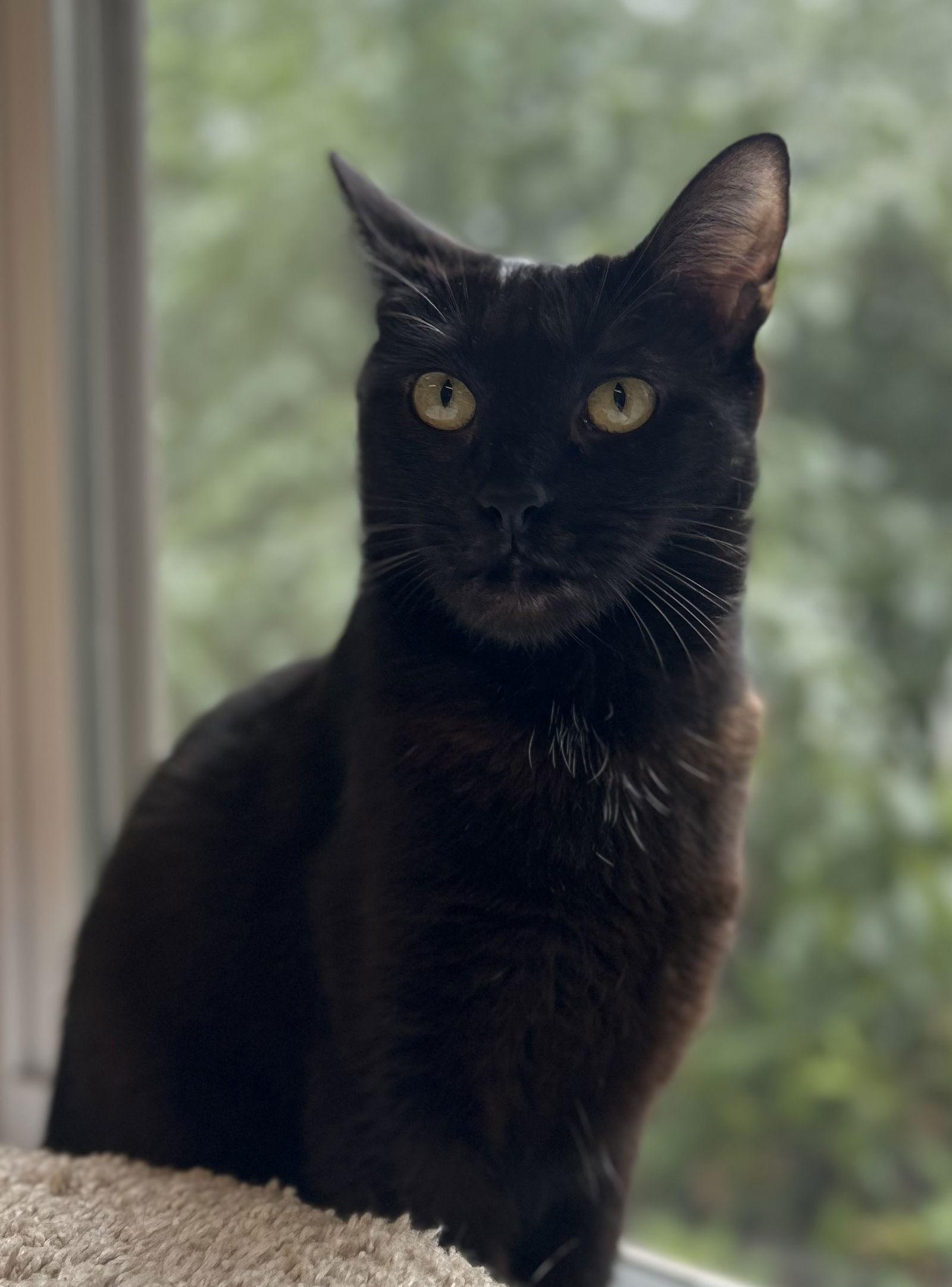 Enlarge Priscilla, a Adoptable Domestic Short Hair in Arlington, VT image 2/3