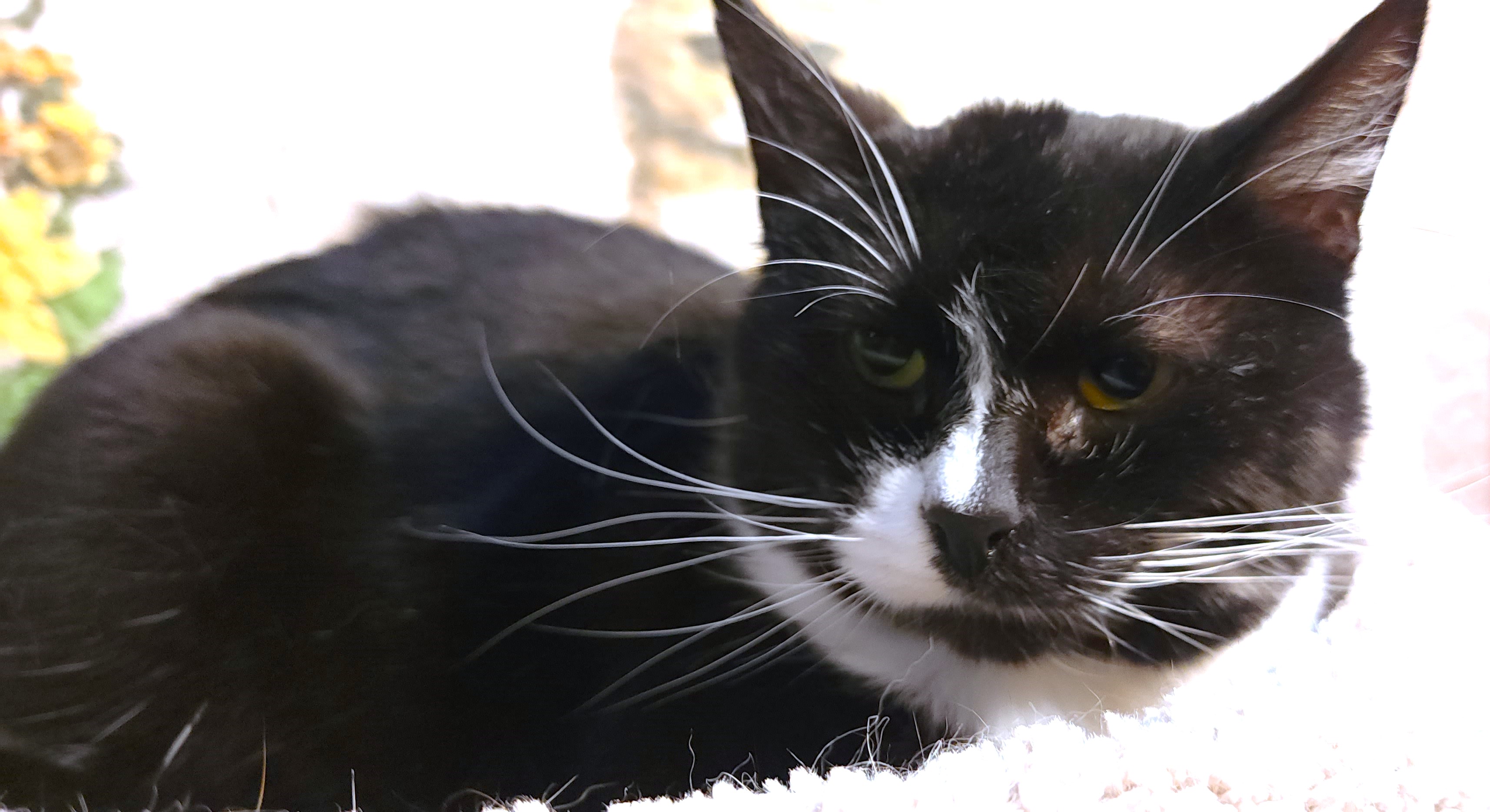 BEAUTIFUL BESSIE - SENSATIONAL SIBERIAN!, a Adoptable mixed breed in Danbury, CT image 3/6