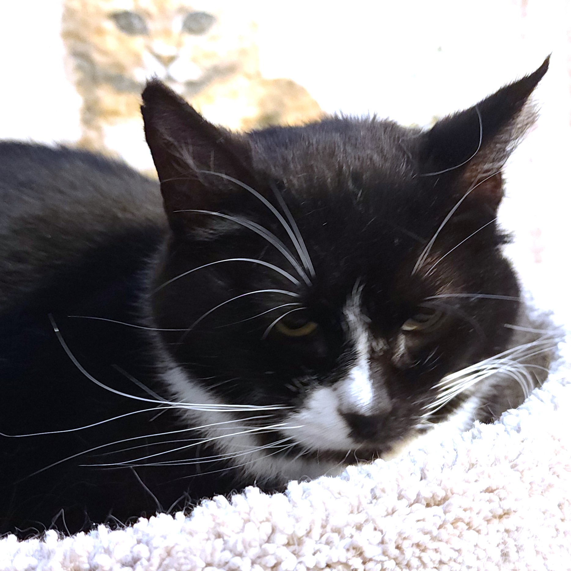 BEAUTIFUL BESSIE - SENSATIONAL SIBERIAN!, a Adoptable mixed breed in Danbury, CT image 4/6