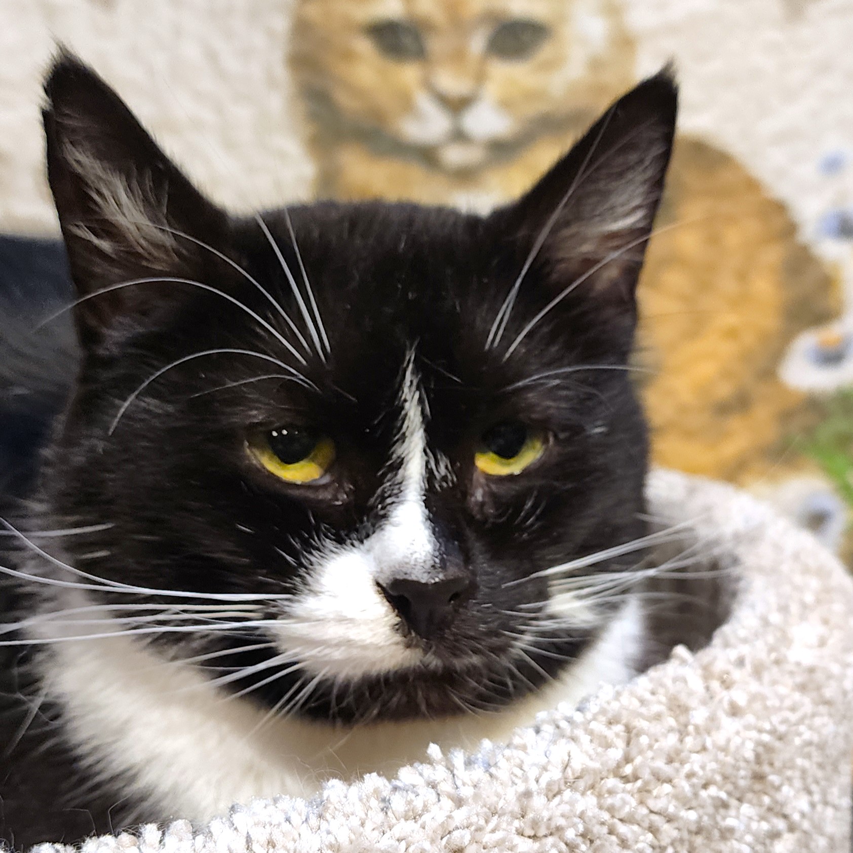 BEAUTIFUL BESSIE - SENSATIONAL SIBERIAN!, a Adoptable mixed breed in Danbury, CT image 2/6