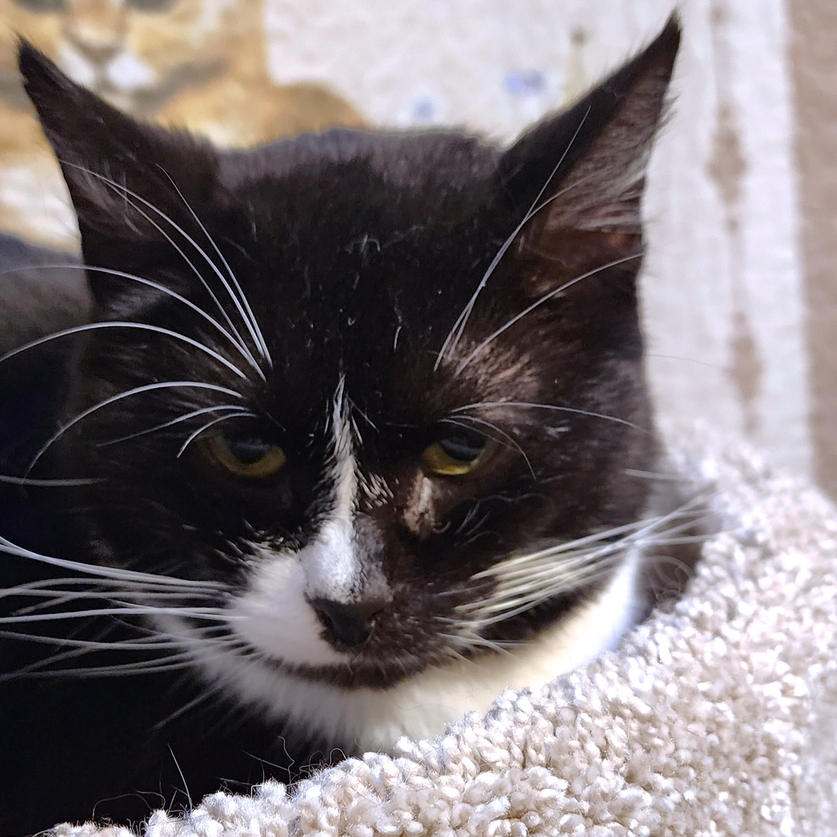 BEAUTIFUL BESSIE - SENSATIONAL SIBERIAN!, a Adoptable mixed breed in Danbury, CT image 5/6