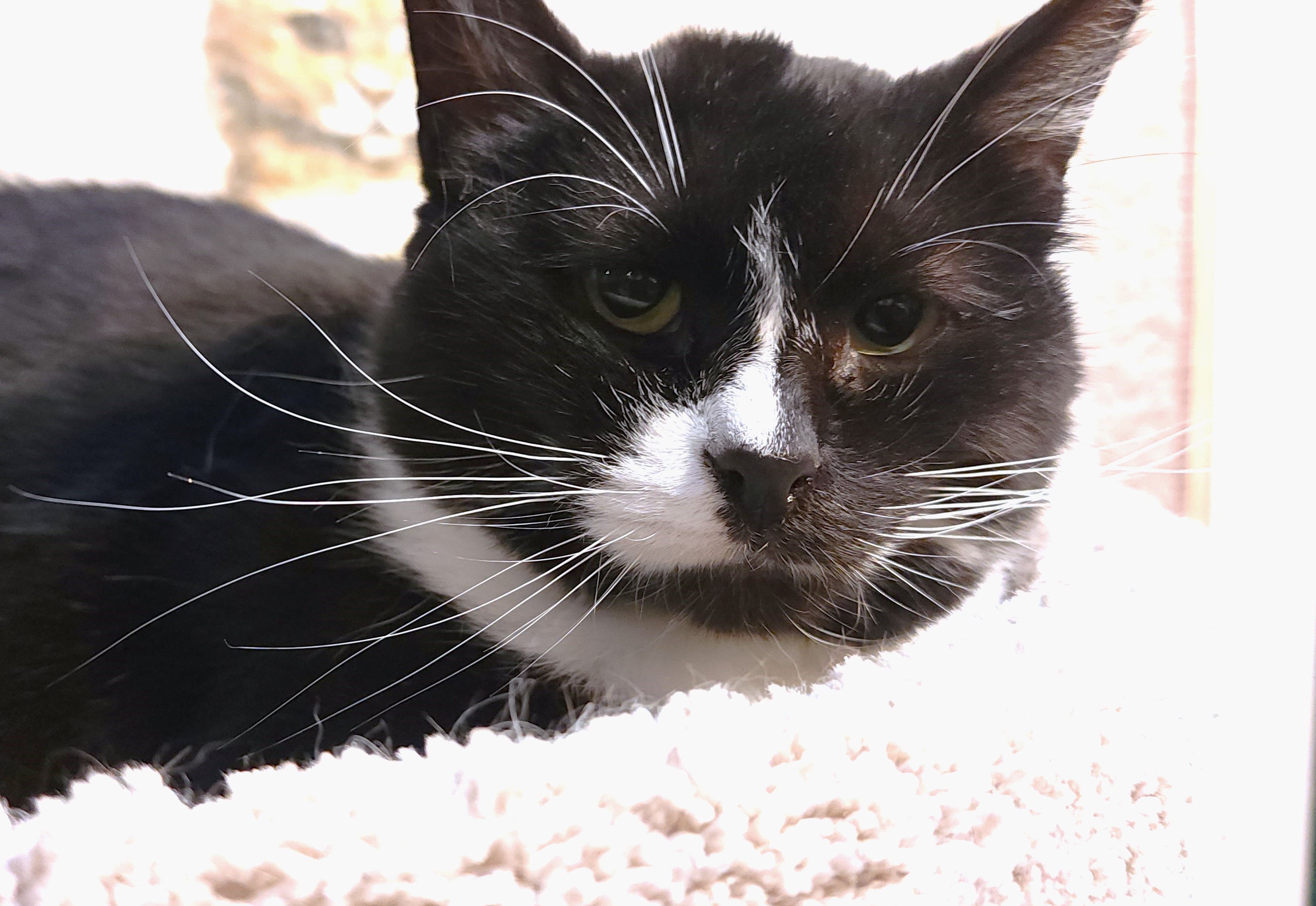 BEAUTIFUL BESSIE - SENSATIONAL SIBERIAN!, a Adoptable mixed breed in Danbury, CT image 6/6